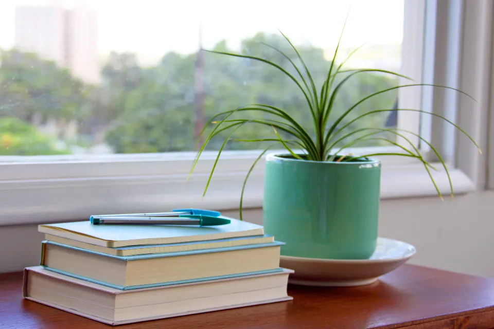 Decor styling with plant, books and window light